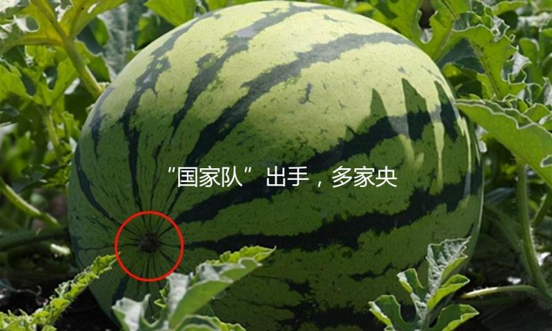 “国家队”出手，多家央企增持、回购！ 今天收盘全线飘红 — 新京报