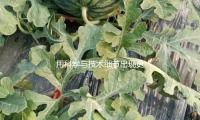 用科學與技術細節出現更真摯的“雄獅少年”丨主創說 — 新京報