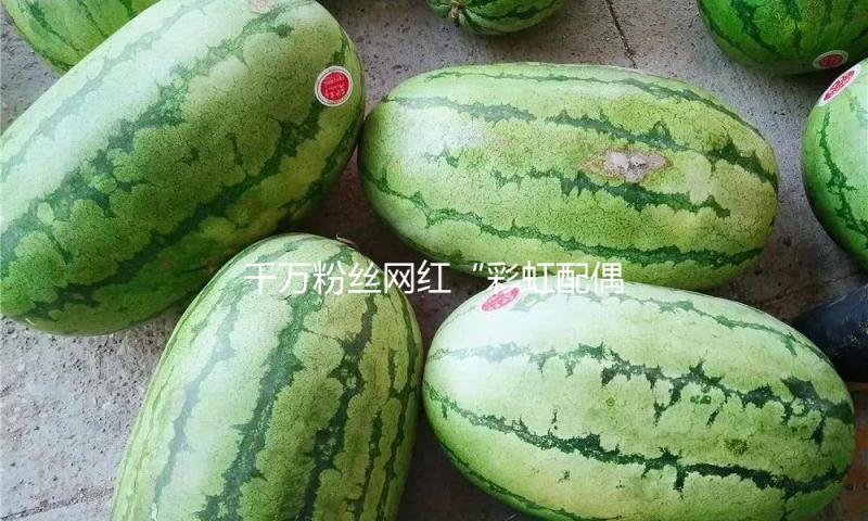 千万粉丝网红“彩虹配偶”宣告停播：身体早已透支