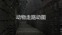 動物走路動圖