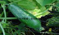 北京市教委：發(fā)動(dòng)培養(yǎng)建造7個(gè)“京娃”智能體