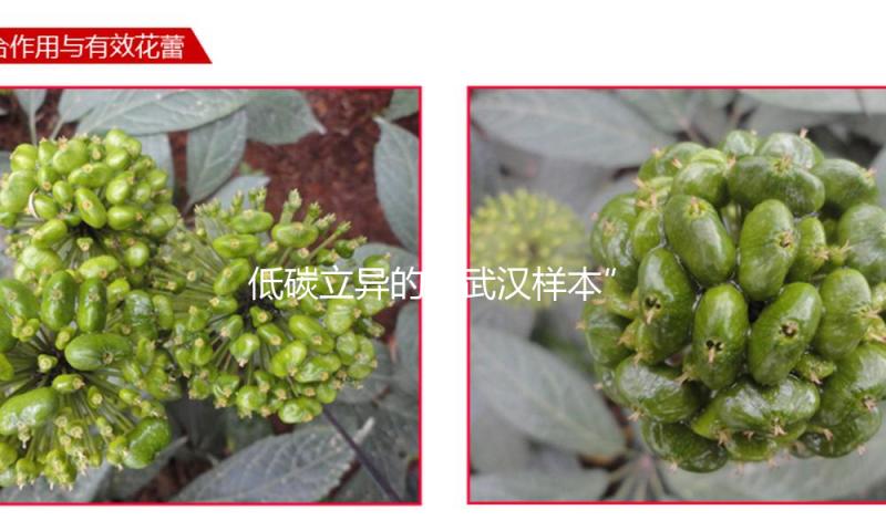 低碳立异的“武汉样本”，全国大学生社会实践团走进亚洲最大低温酸奶工厂