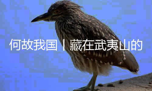 何故我国丨藏在武夷山的“野生”汉字