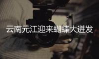 云南元江迎來蝴蝶大迸發