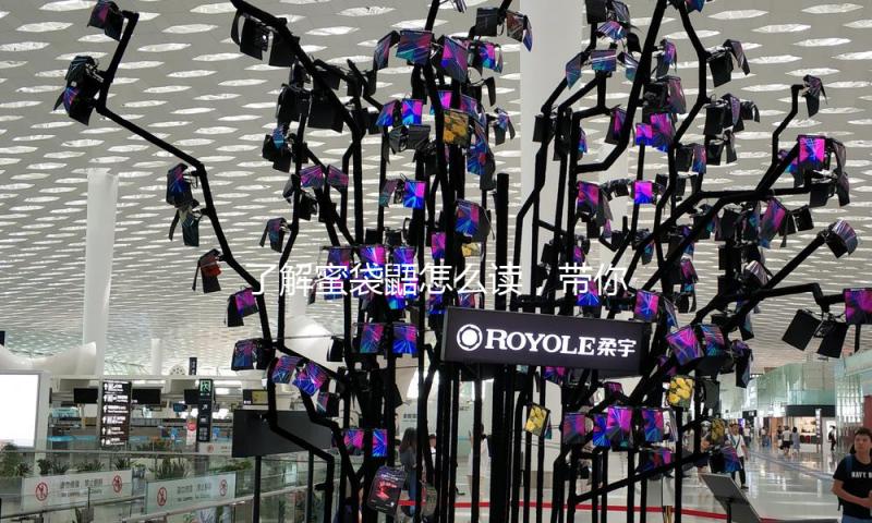了解蜜袋鼯怎么读，带你一起探索萌宠背后的热议与乐趣！