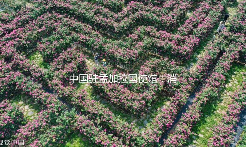 中国驻孟加拉国使馆：消除“买外国媳妇”错误思想，慎重赴孟娶妻 — 新京报