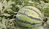 李帥染紅！“上海德比”十人海港1比1戰(zhàn)平申花