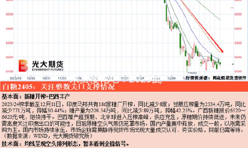 来赏樱花吧！2025武汉樱花花期预告出炉