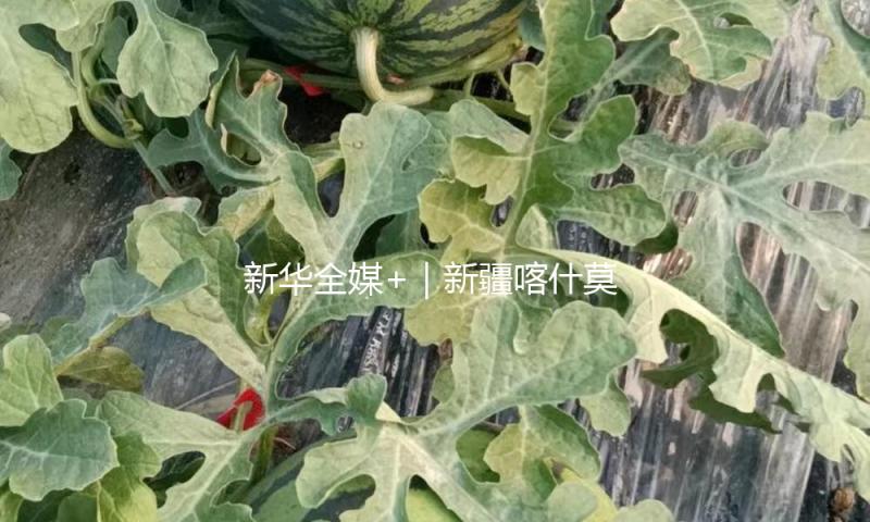 新华全媒+｜新疆喀什莫尔寺遗址见证多元文明印记