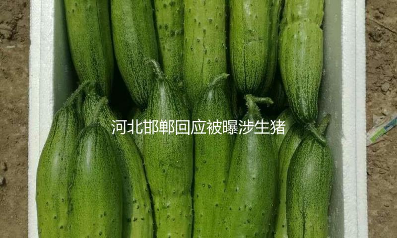 河北邯郸回应被曝涉生猪未检疫、灌水问题：将严厉查处违法行为 — 新京报
