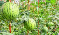 淡馬錫駁斥謠言：淡馬錫和太白出資未在我國出售任何出資產品或金融工具