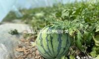 客機與軍機幾乎相撞?美國家運送安全委員會將打開查詢 — 新京報