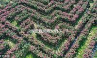 央媒重視腦癱女騎手：7年跑出7.3萬多份單，盡力撐起日子