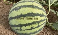 當用MBTI翻開假日行李打包......