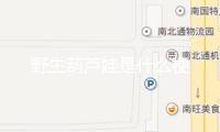 野生葫蘆娃是什么梗