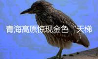 青海高原驚現金色“天梯” 萬畝花海進入顏值巔峰！