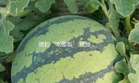 隨機“吃碰飯” 監督“學校餐”
