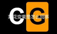 菜花變紫是怎么回事