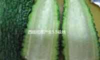 西藏拉孜產(chǎn)生5.5級(jí)地震 震感顯著 — 新京報(bào)