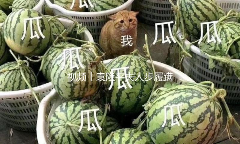 视频丨袁隆平夫人步履蹒跚前往陵寝祭扫