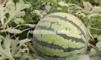 AI崗位簡(jiǎn)歷投遞量激增 復(fù)合型人才難招